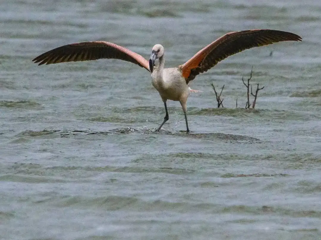 El COA Chascomús participó del Censo Neotropical de Aves Acuáticas en Vitel y El Castillo