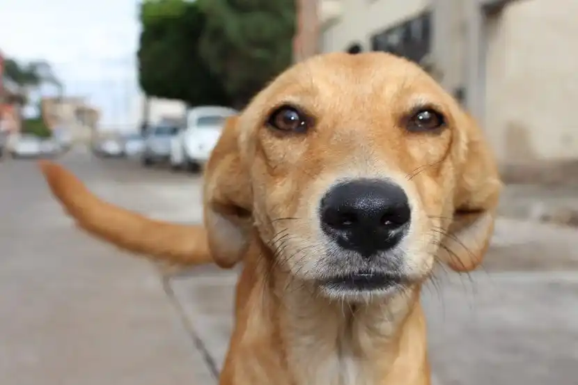 Morón: Municipio resolverá la construcción y el traslado de un refugio de perros de El Palomar