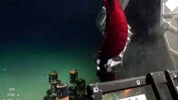 🔴 En vivo: el Conicet despide su streaming desde el Cañón de Mar del Plata y ya prepara nuevas expediciones