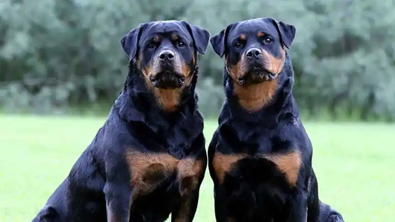 Una mujer murió atacada por dos Rottweiler