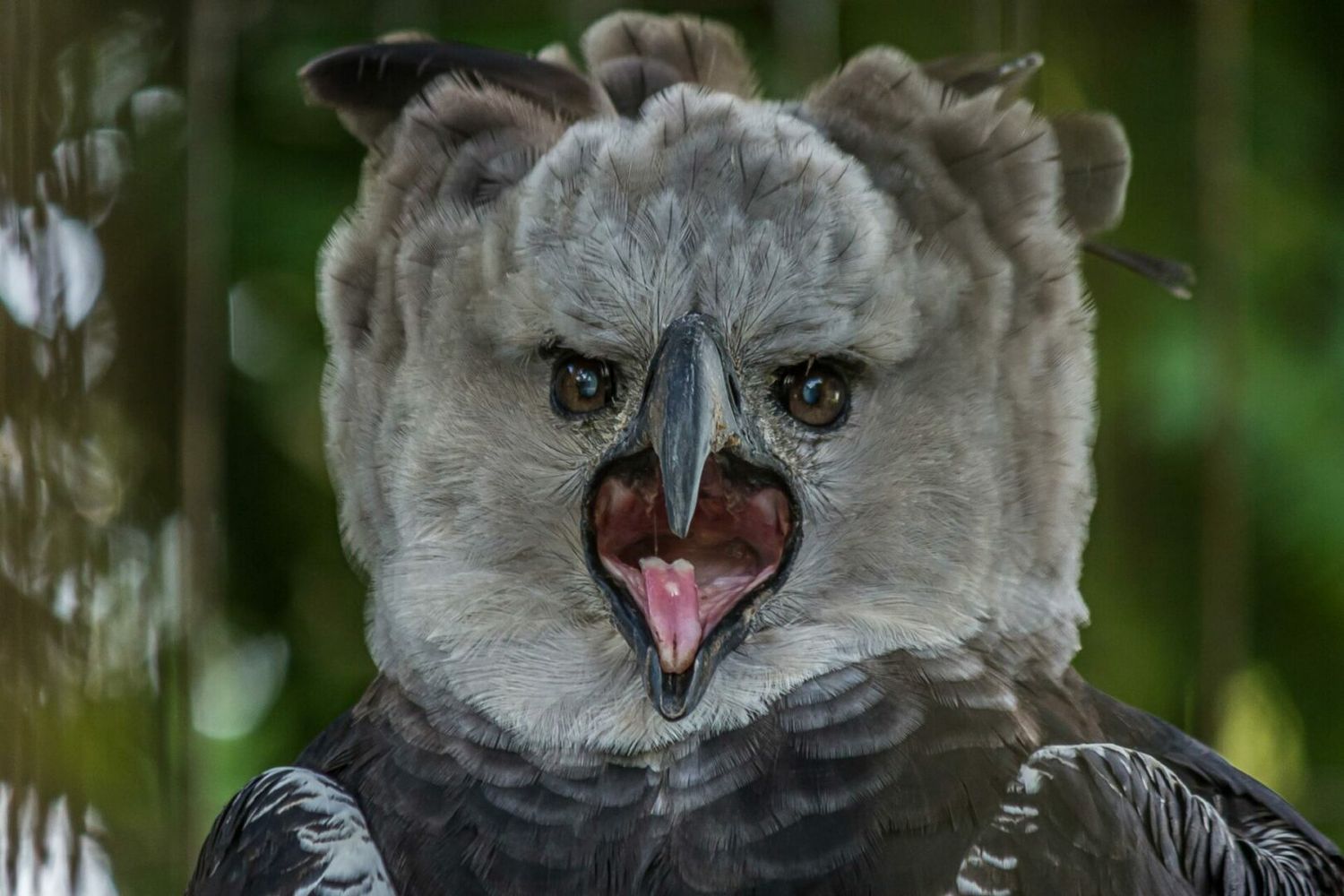Lo que está pasando con el Águila Arpía en Colombia