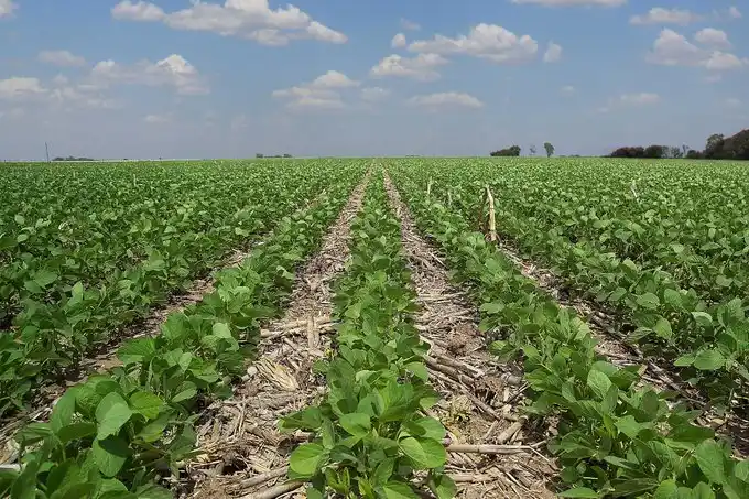 Según la Rural, los impuestos pasaron a llevarse casi el 100% del negocio agrícola