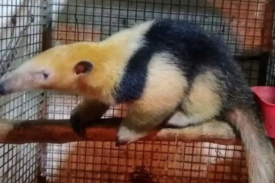 Rescataron a un oso en peligro de extinción en Helvecia