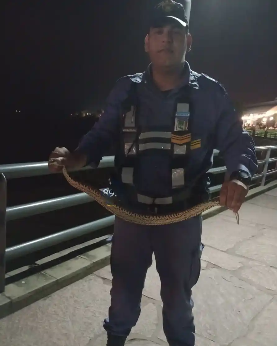 Rescataron a un ejemplar de yarará en la zona del Paseo Costanero