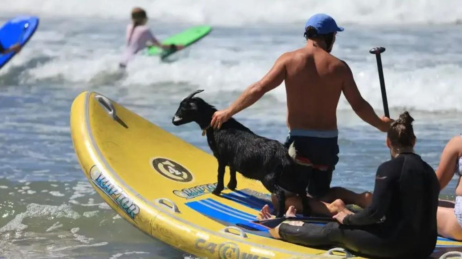 Cabras surfistas revolucionan las playas de California (+ Fotos)