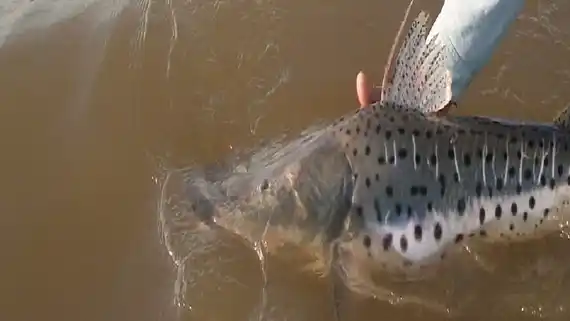 En Entre Ríos rige la veda para la pesca de surubí hasta el 15 de marzo