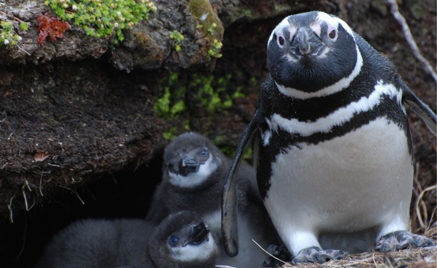 Chubut: la colonia de pingüinos de Magallanes aumentó debido a la pandemia