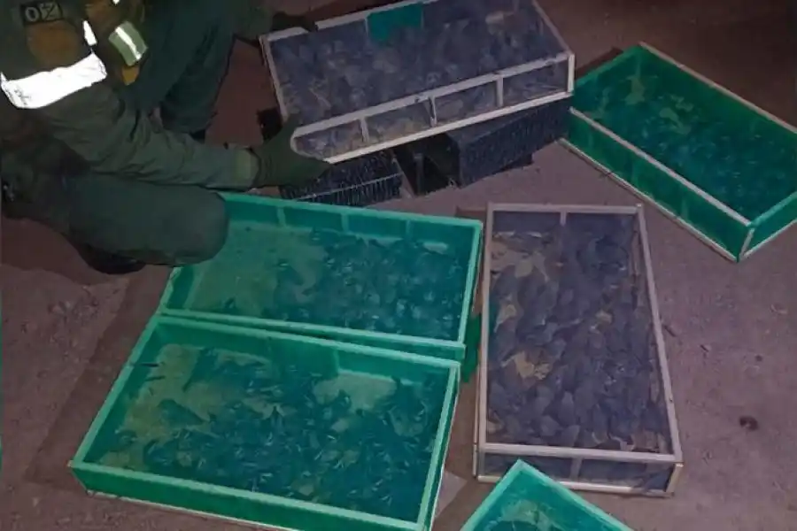 Insólito: entre las aceitunas, un camionero ocultaba más de 380 pájaros con destino a Buenos Aires