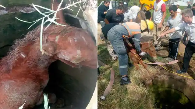 Rescataron a un potrillo atrapado en una boca de tormenta