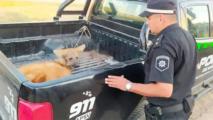 Rescataron a un ejemplar de aguará guazú que deambulaba por la ruta
