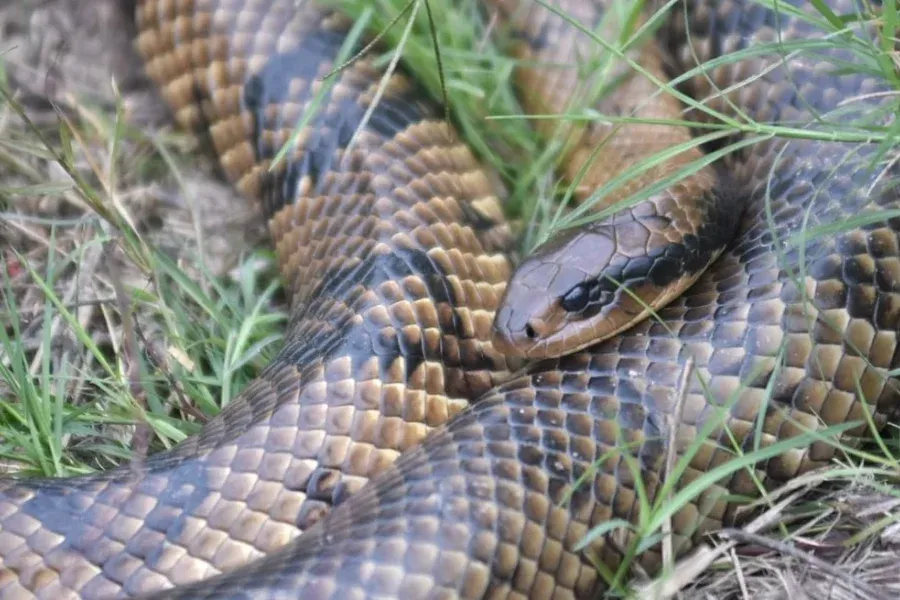 Alerta en la Costanera santafesina por dos víboras de gran tamaño entre los pastizales