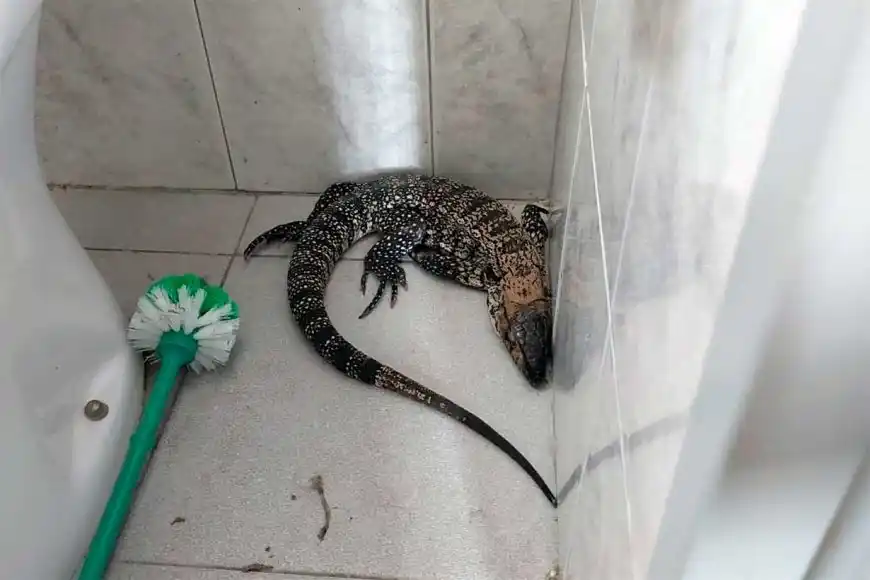 Entre Ríos: organizaron un domingo de limpieza y encontraron un lagarto en la casa