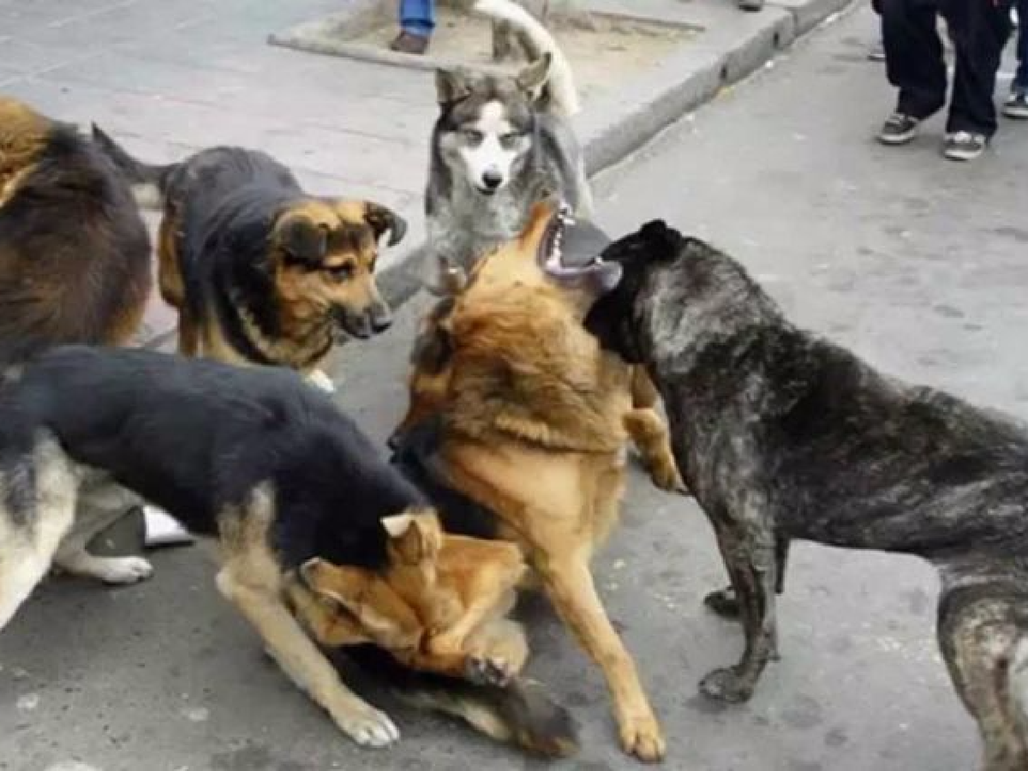 San Juan: murió un niño atacado por perros callejeros