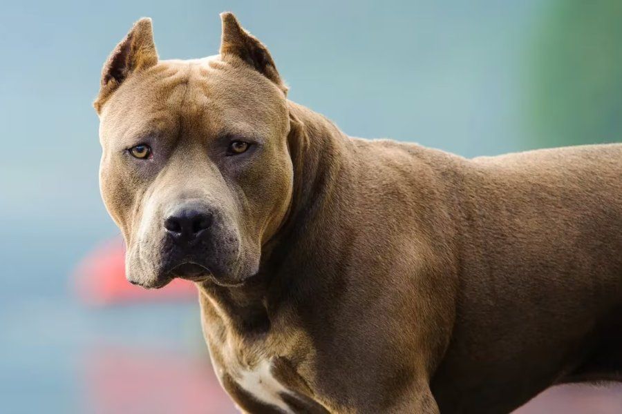 Un hombre salió a correr por una rambla y un pitbull lo atacó salvajemente, en La Plata