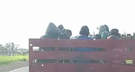 “Como ganado”