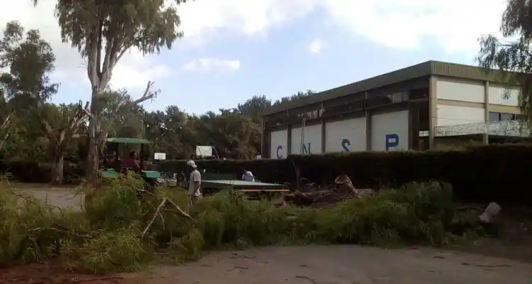 Para evitar accidentes, club Náutico poda Eucaliptus
