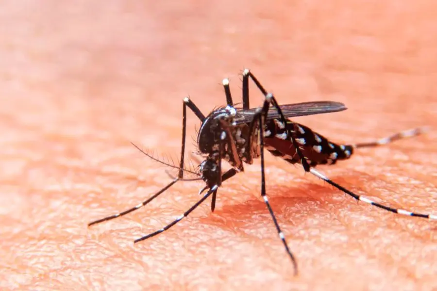 Objetivo Dengue: más de 1.300 trabajadores de salud se capacitaron en el abordaje integral de la enfermedad