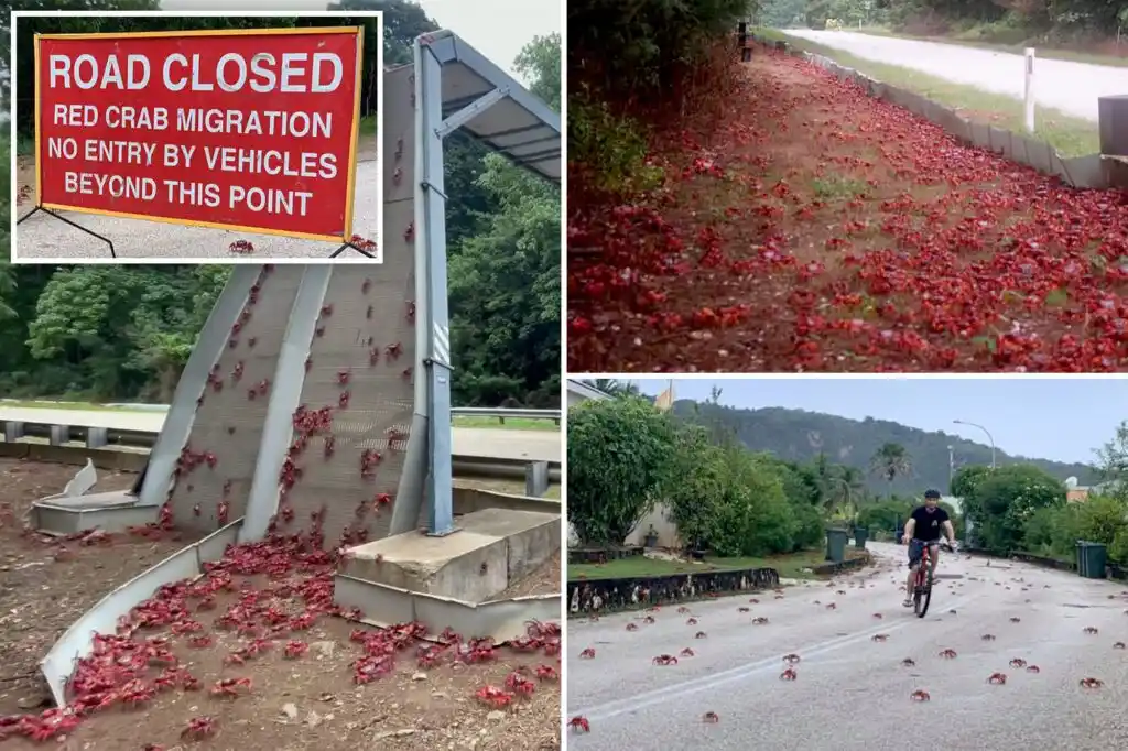 ¡Espectáculo natural! Millones de cangrejos rojos invaden calles de la isla Navidad en Australia