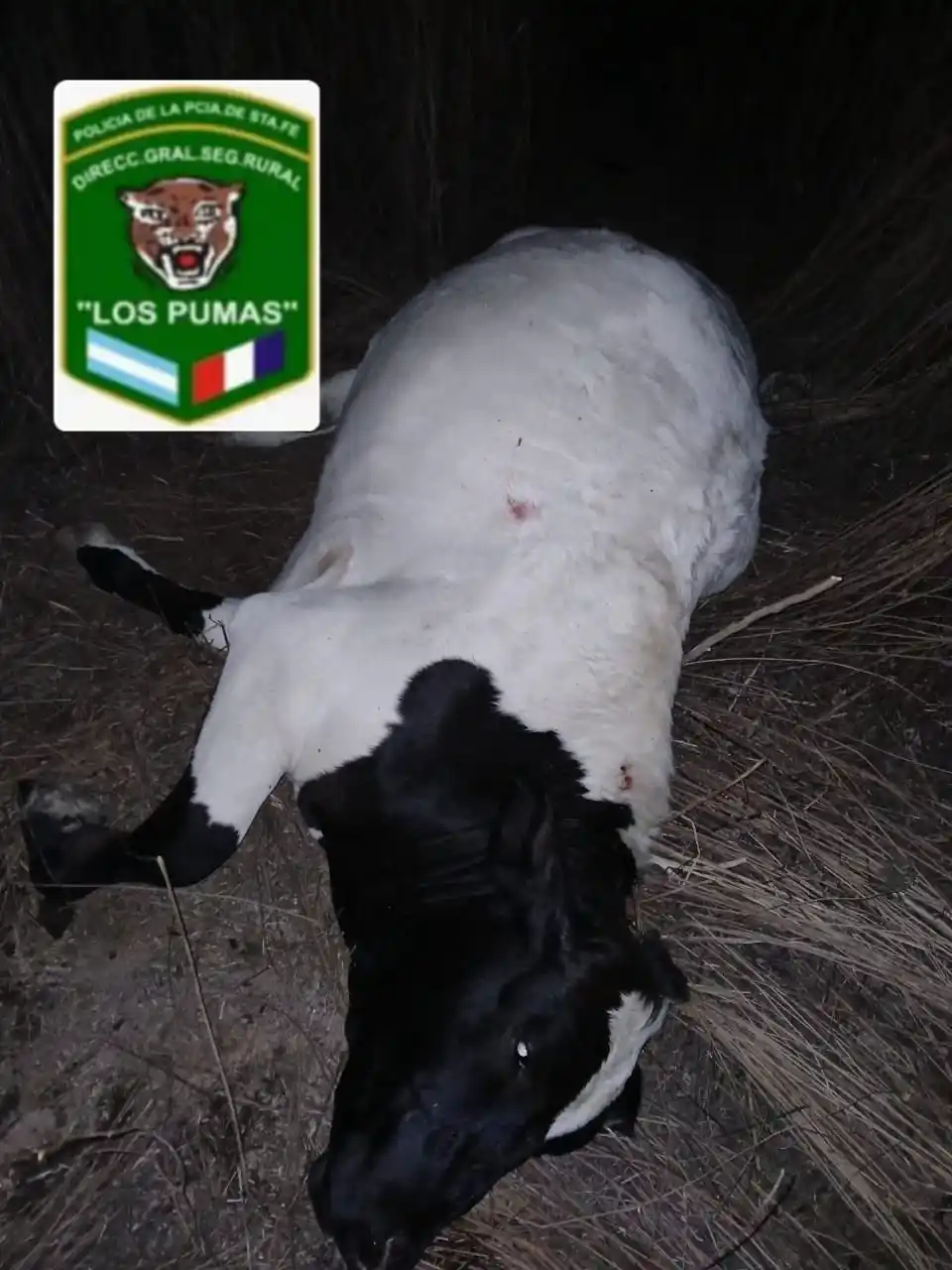 los pumas piragua - 2