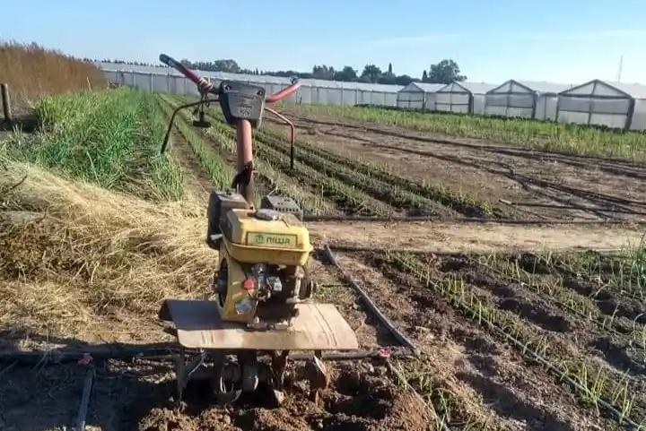 Los ladrones se llevaron dos motocultivadoras y dañaron todos los invernáculos para robar herramientas.