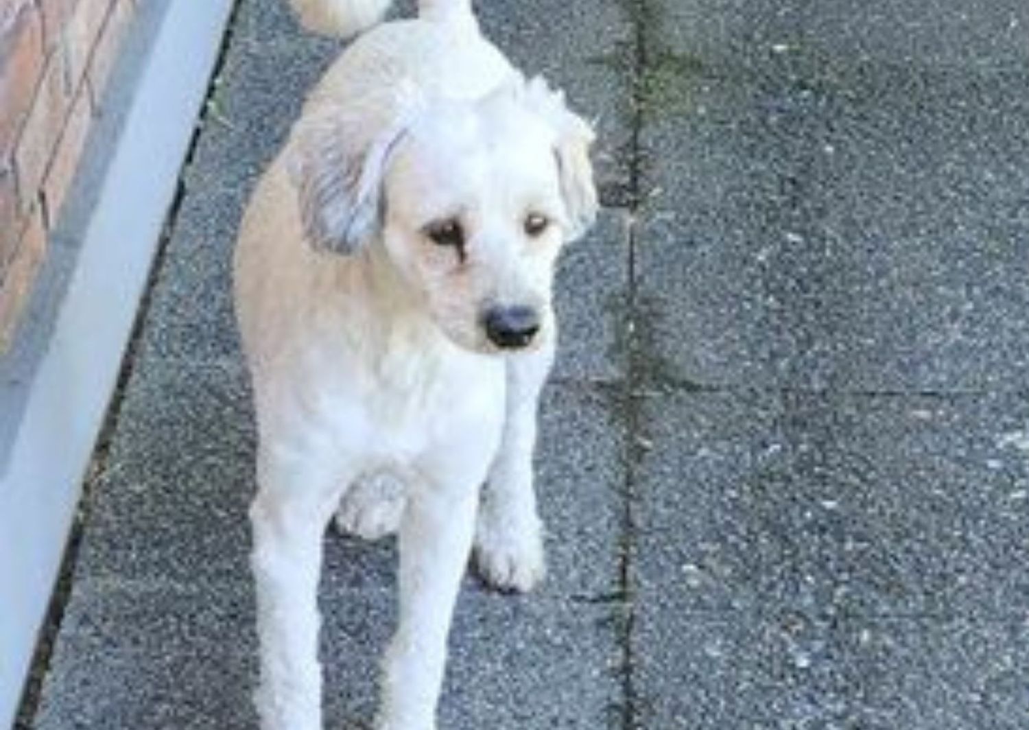 Apareció este perro en Máximo Millán y Segundo Sombra