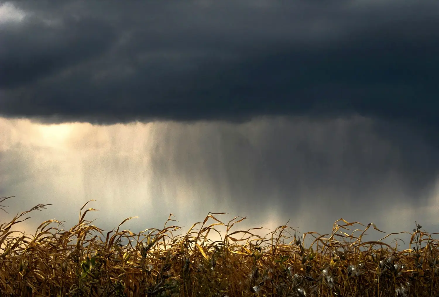 El Niño pone en alerta al campo: proyectan más lluvias y menos días aptos para sembrar y cosechar