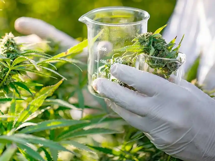Curso sobre usos terapéuticos del cannabis en salud pública