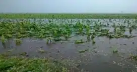 Hay 290 mil hectáreas de maíz en riesgo por las inundaciones