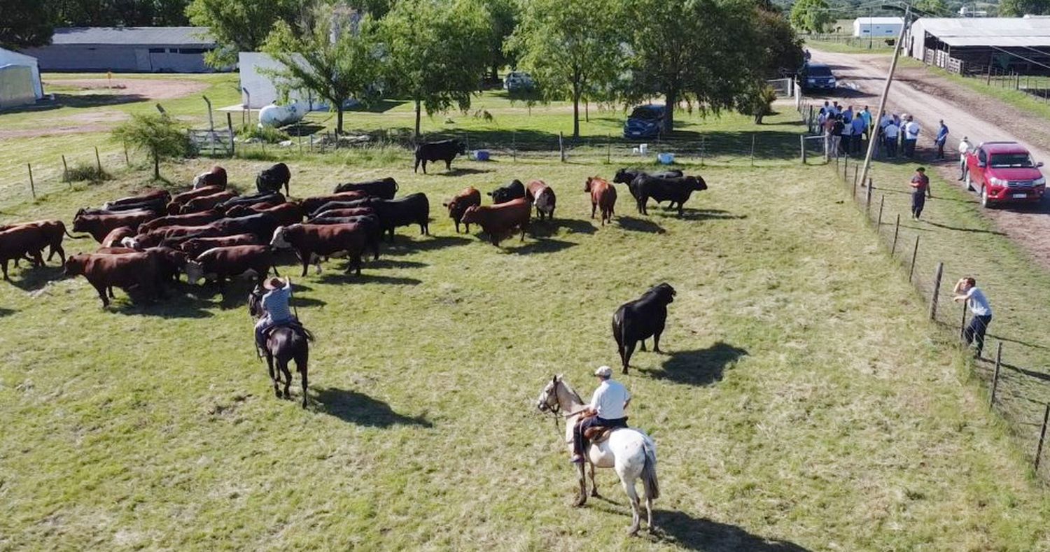 El bienestar animal como atributo para el desarrollo