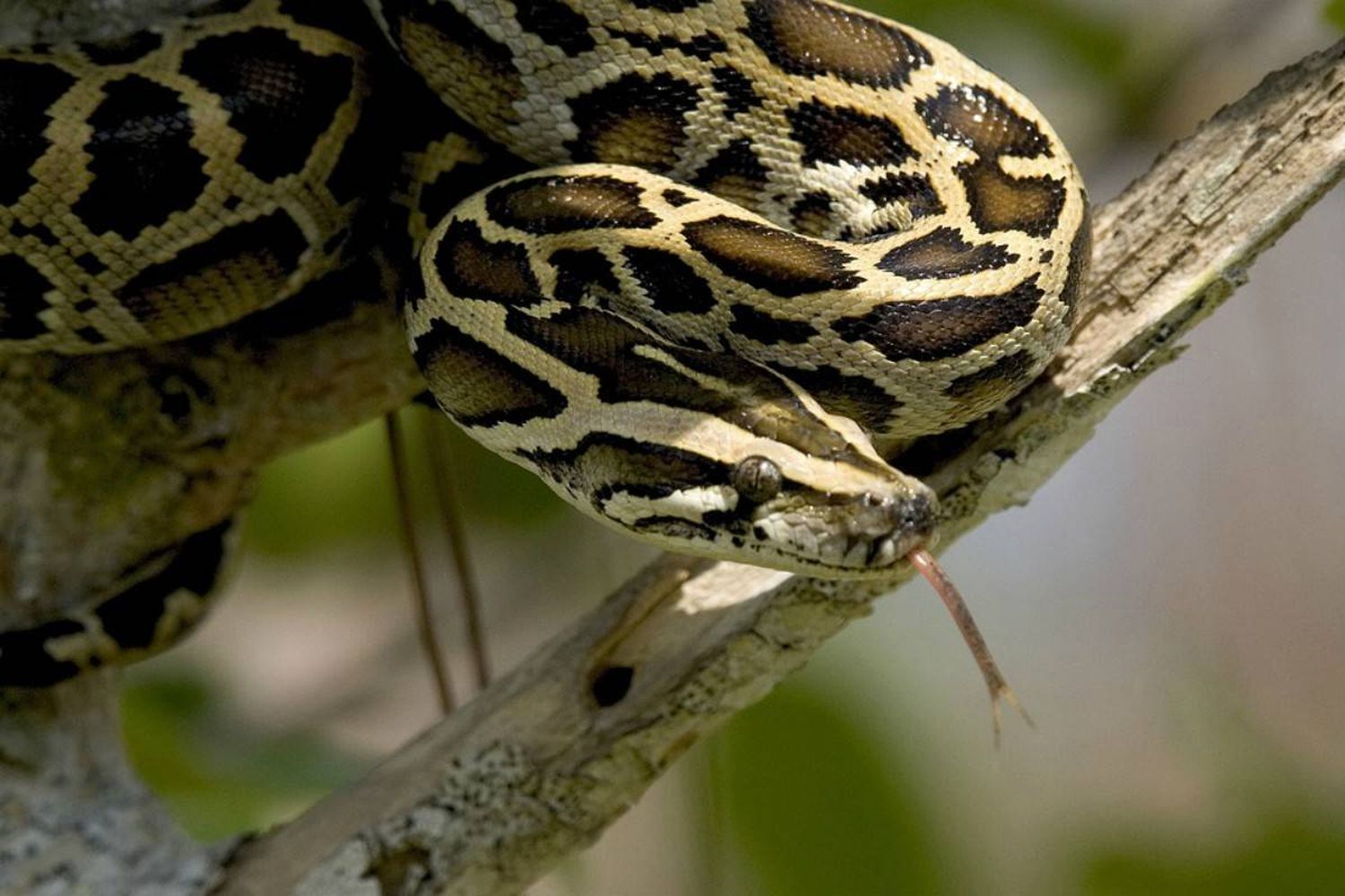 Serpiente con instinto maternal ¡IMPRESIONANTE!