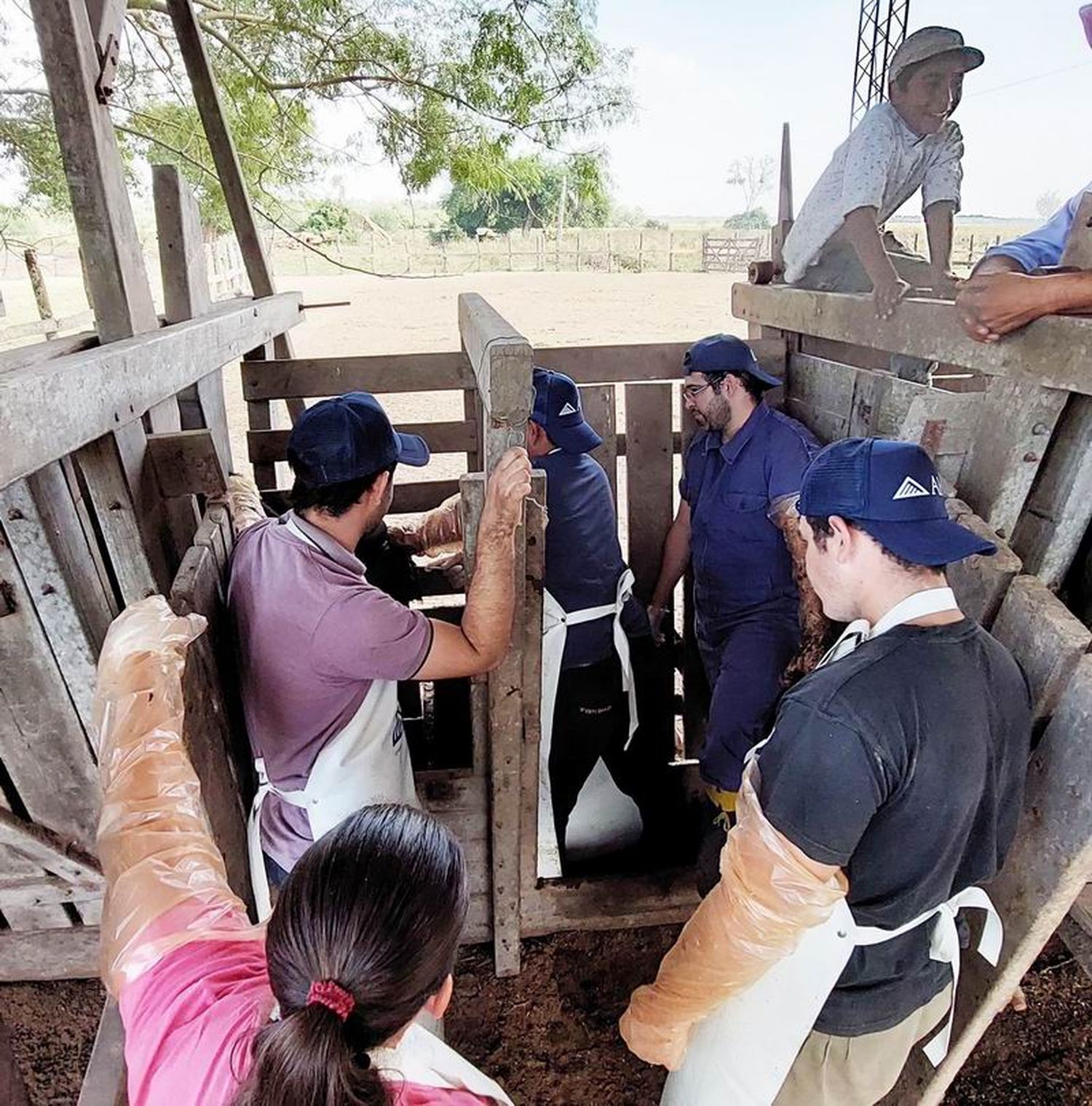 Curso de inseminación artificial en bovinos en Pirané