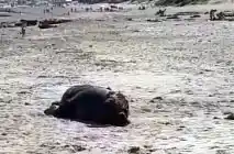 Lobos marinos muertos en la costa de Bahía de los Vientos
