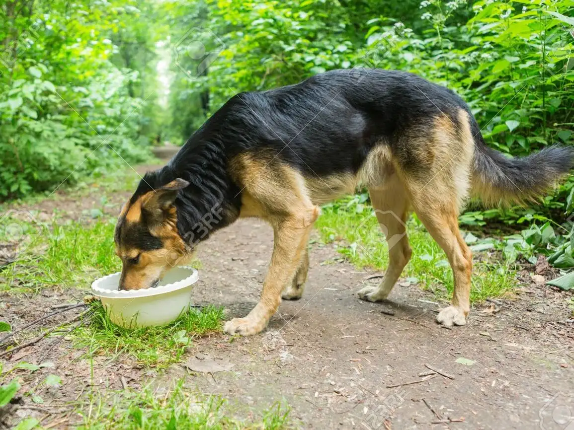 Se pide un sencillo gesto a la comunidad para contribuir a que perros callejeros no padezcan sed.