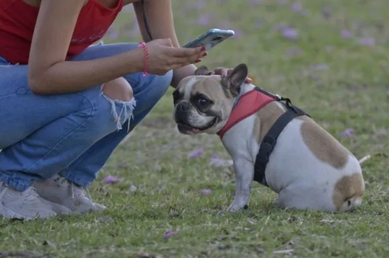 El Concejo busca prohibir en Rosario los criaderos de perros y gatos