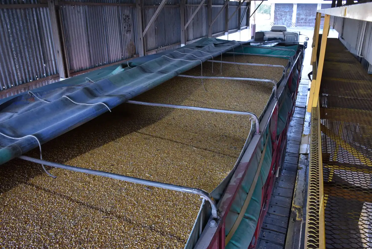 El maíz y su relación con la carne