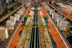 Referentes de la producción citrícola destacaron la apertura de la exportación a Vietnam