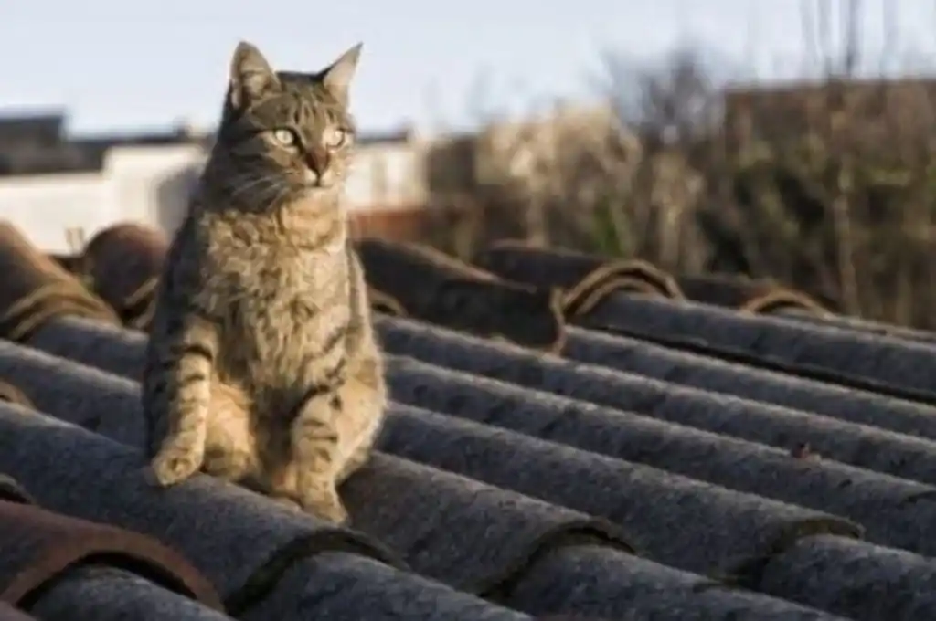 Córdoba: buscaba a su gato en un techo, cayó de 5 metros y murió