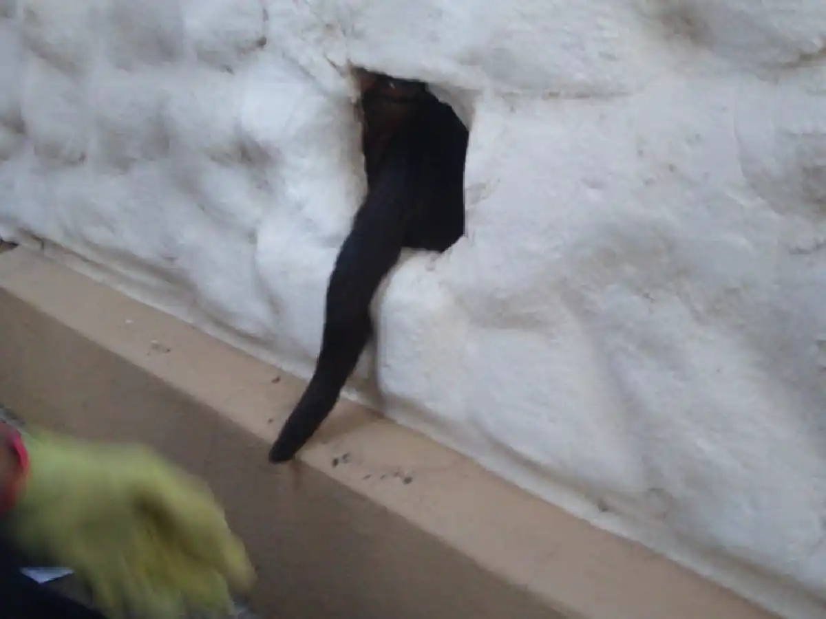 Bomberos Voluntarios rescataron un gato 