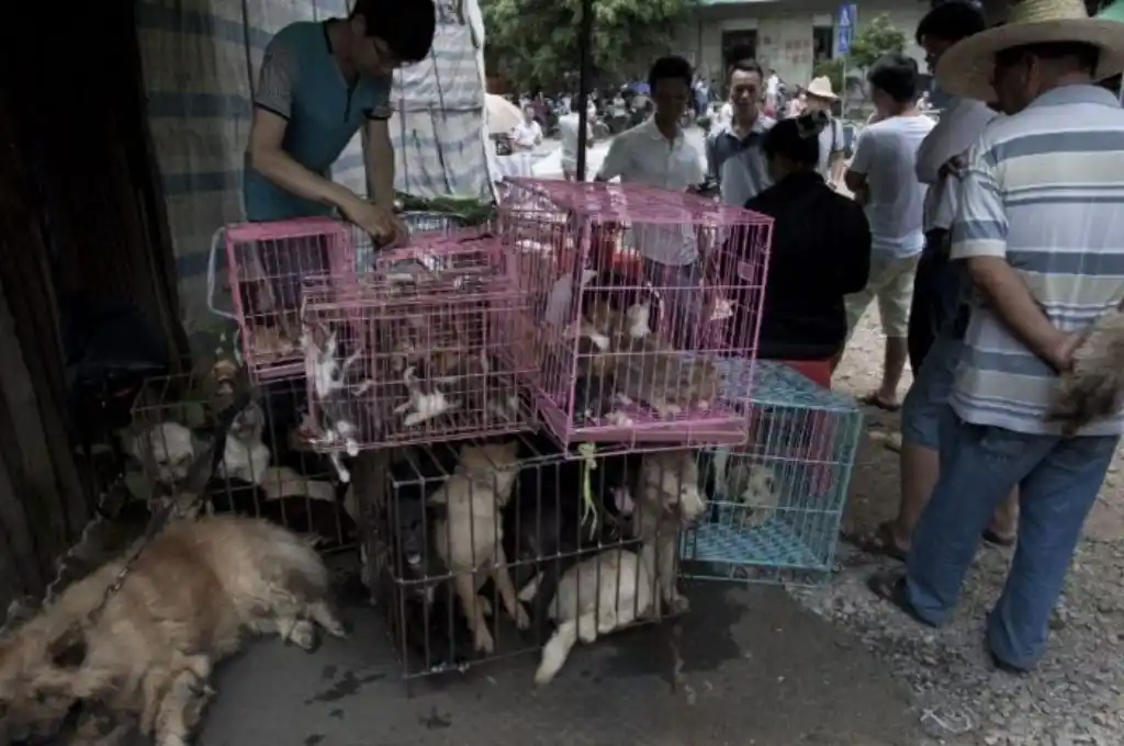 China: comenzó el tradicional Festival de carne de perro a pesar de la pandemia