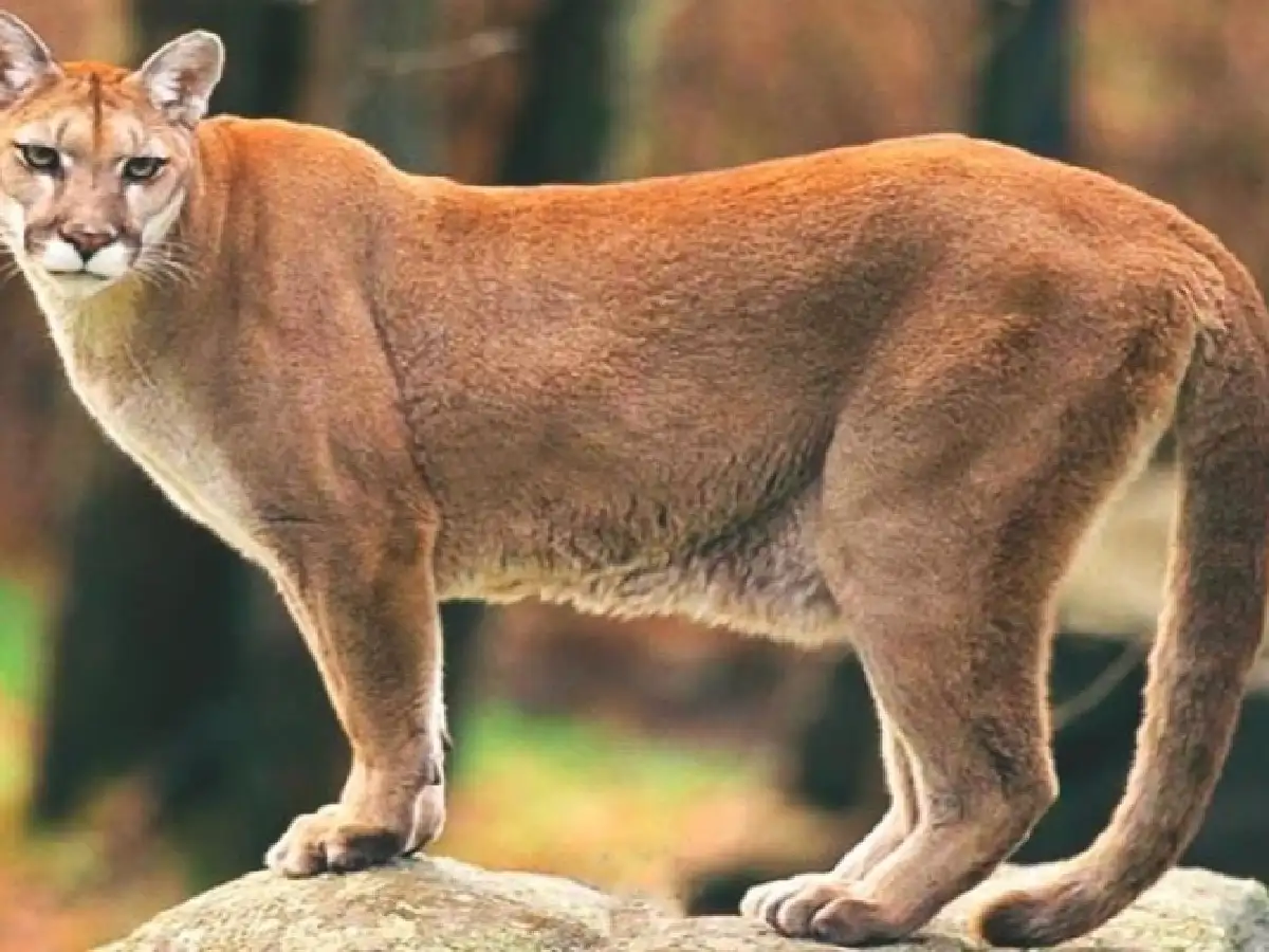Un puma se metió en una escuela del sur cordobés 