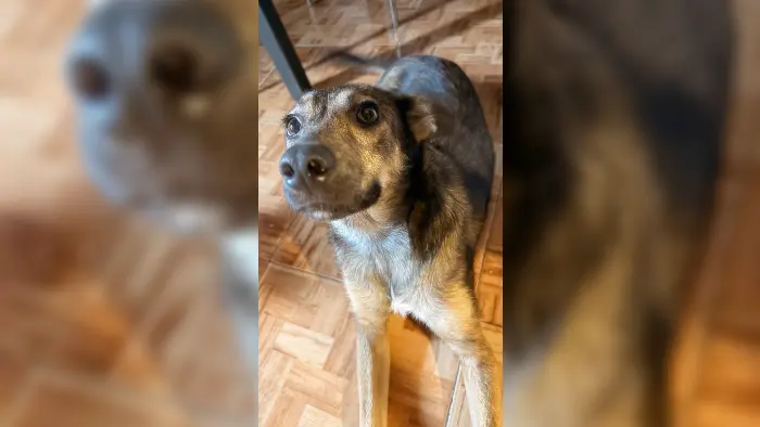 Encontraron esta perrita en alrededores de Mitre y Juan B. Justo