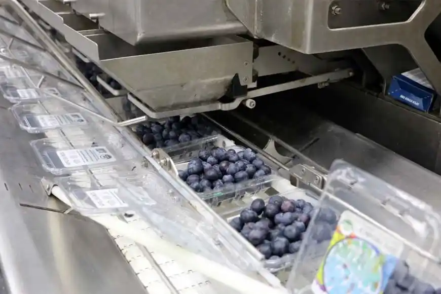Un fallo internacional benefició a las exportaciones de arándanos entrerrianos