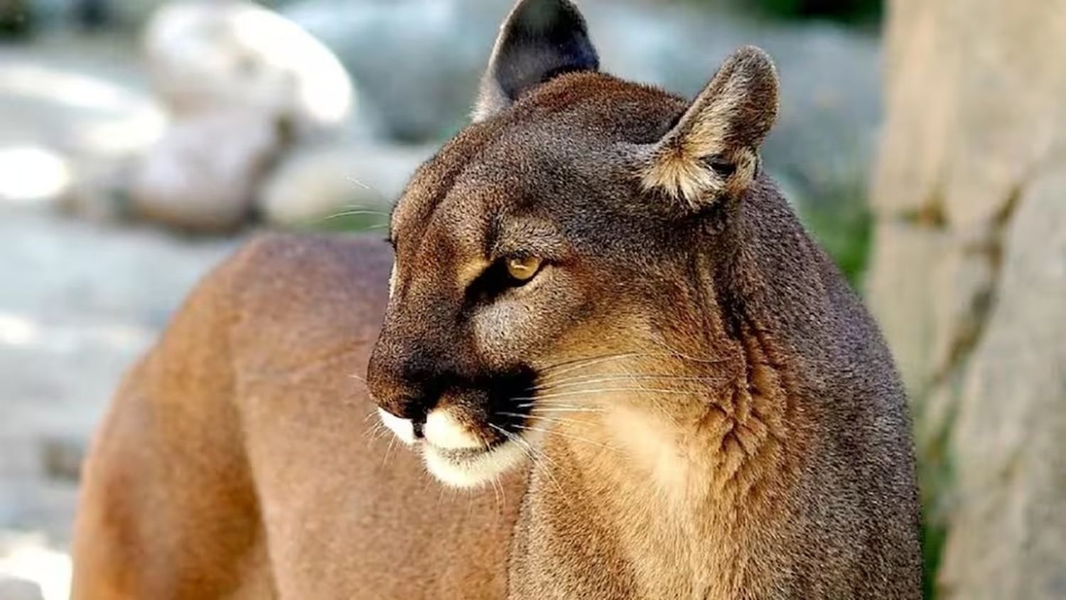El avistaje de un puma en la localidad de Reja Grande, partido bonaerense de Moreno, generó gran preocupación entre los vecinos. (Foto: EFE)