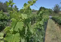 Comenzó el curso de elaboración de vinos en Tandil