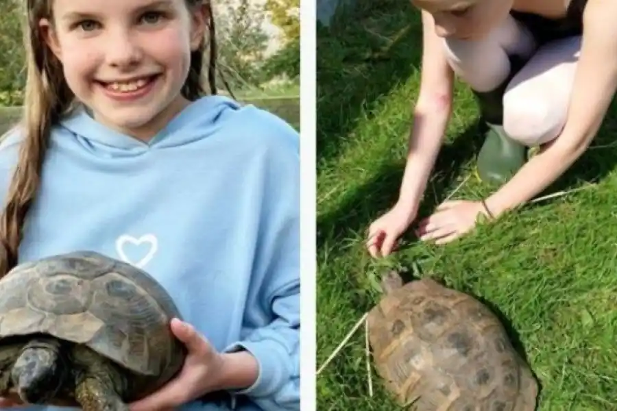 Un hombre se reencontró con su tortuga "fugitiva" dos años después de haberla perdido