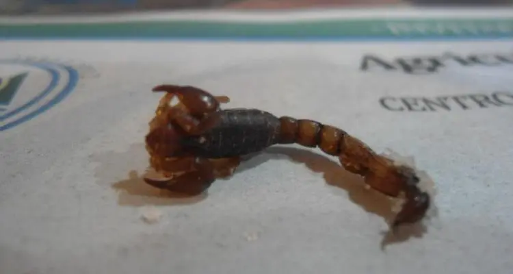 Hallan alacranes en La Tosquera