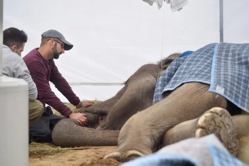 La Plata se conmocionó por muerte de la elefanta y cierran el zoológico