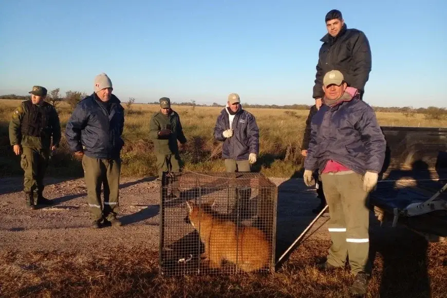 En la región: rescataron y liberaron a un ejemplar de Aguará Guazú en su hábitat natural