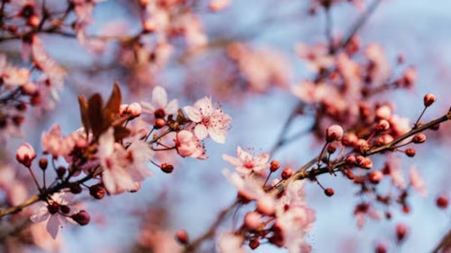 La poda en septiembre ayuda a los árboles frutales produzcan frutos grandes, saludables y en abundancia. (Pexels)