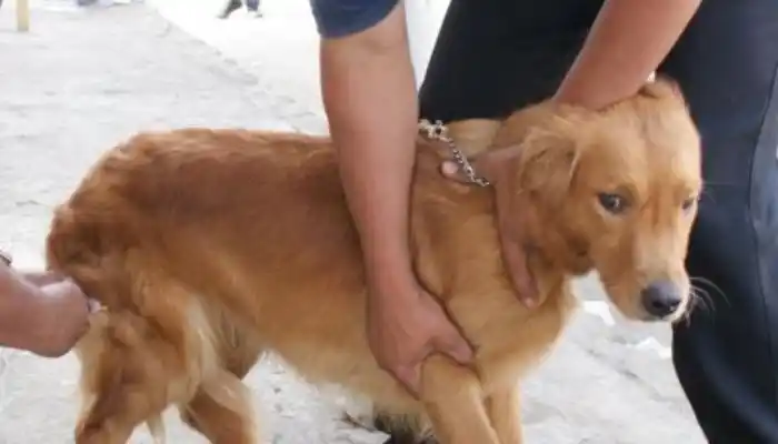 Mascotas: operativo de vacunación en la Plaza Martín Fierro